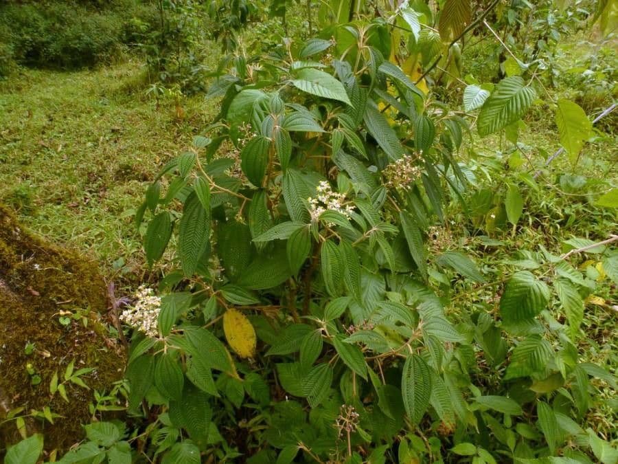 Miconia xalapská 14