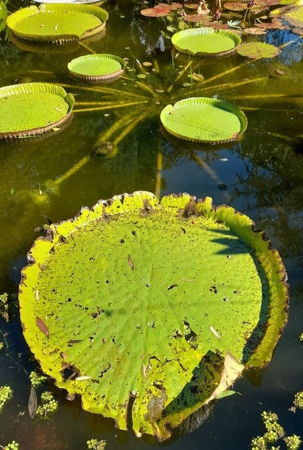 Kreuzblättrige Seerose 7