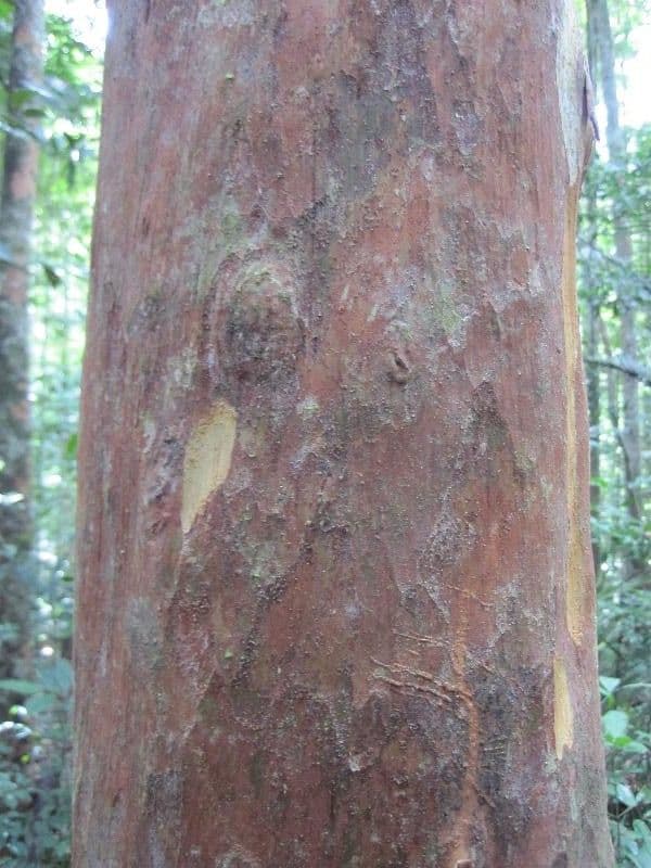 Myrcia 8