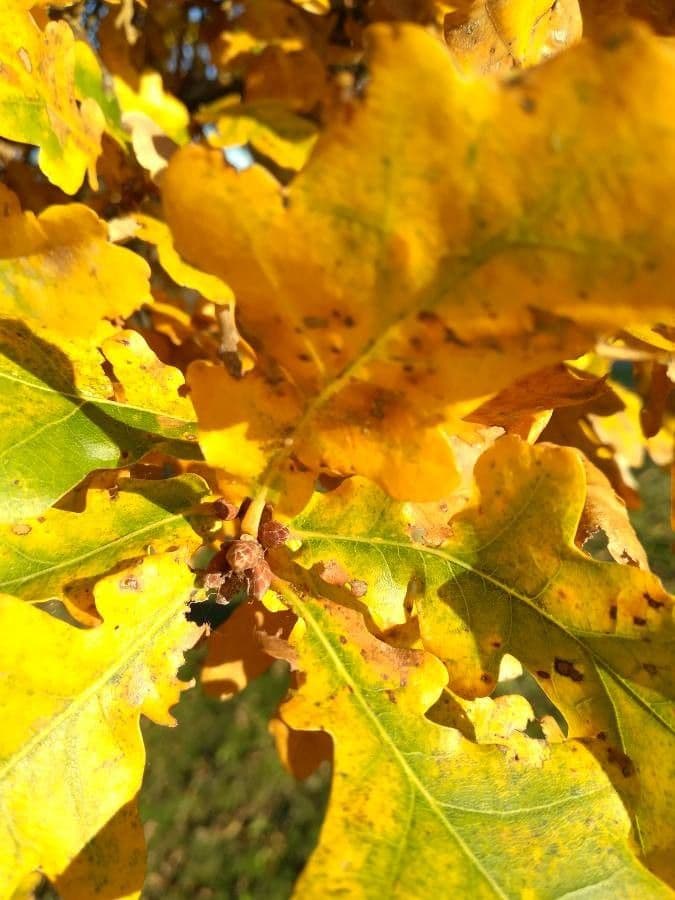 Quercia lusitanica 11