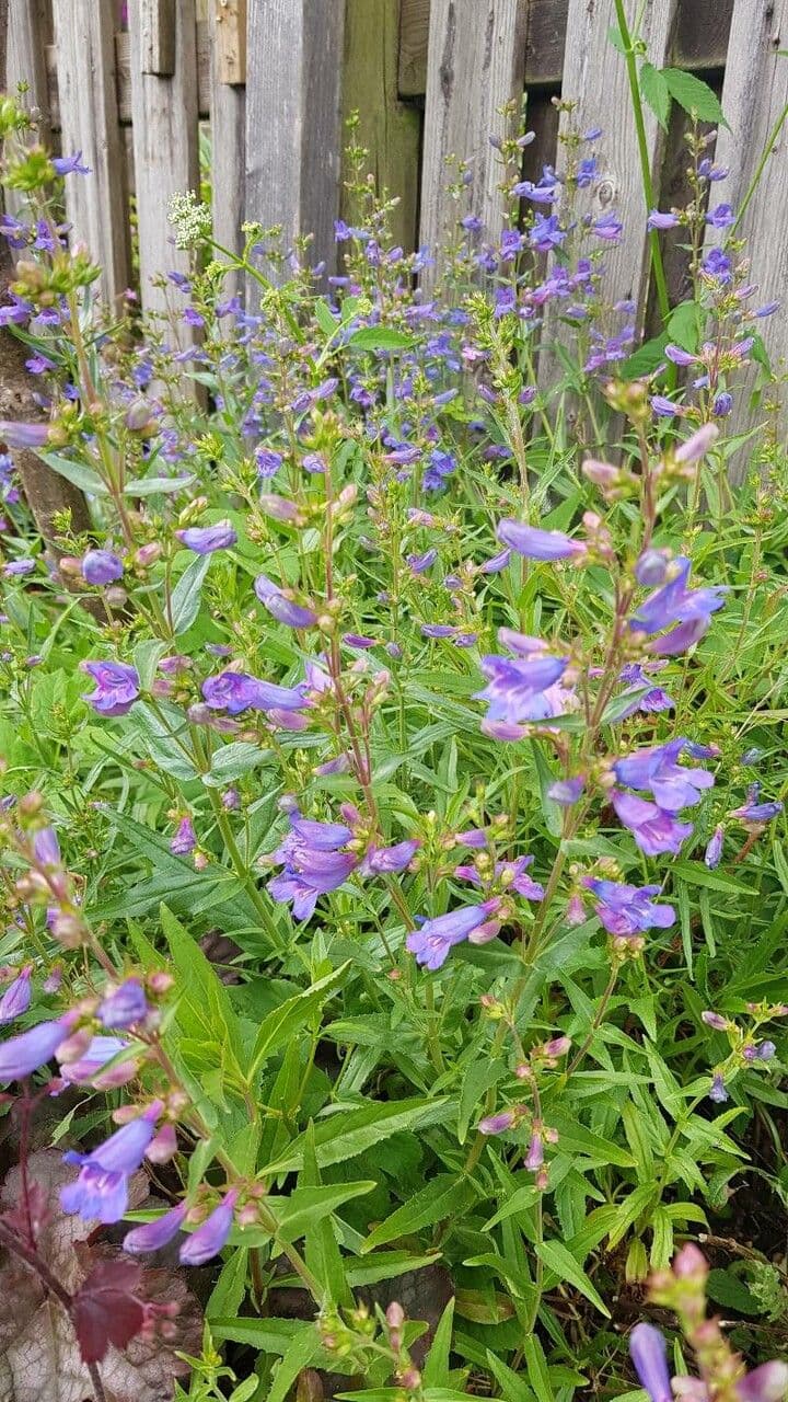 Sägeblättrige Bartblume 2