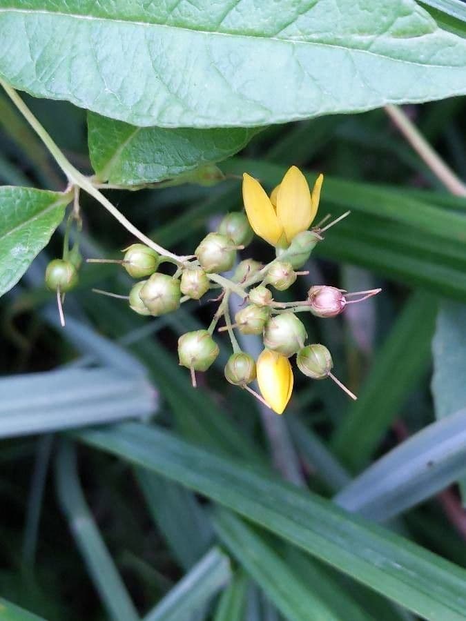Lisimaquia 5