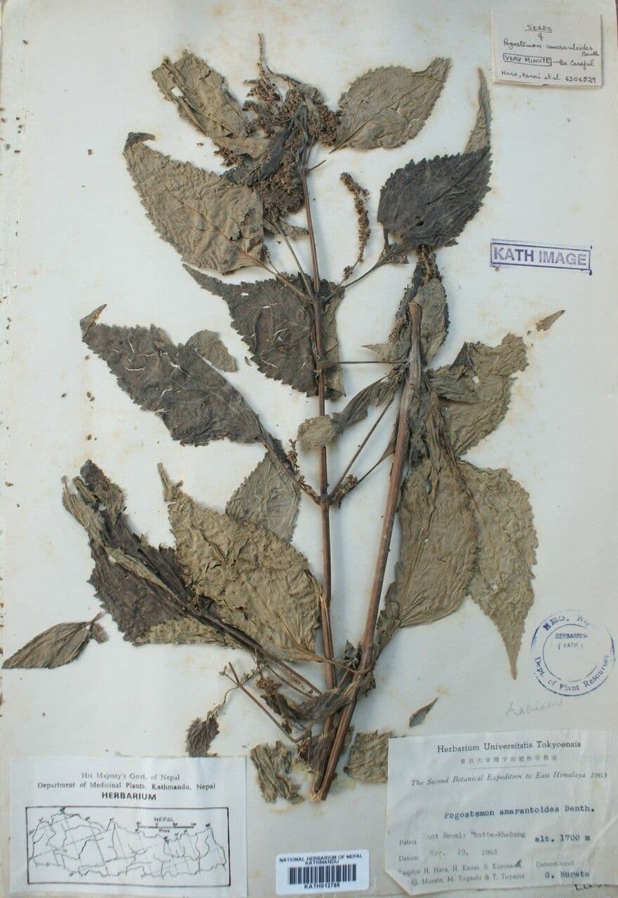 Pogostemon 2