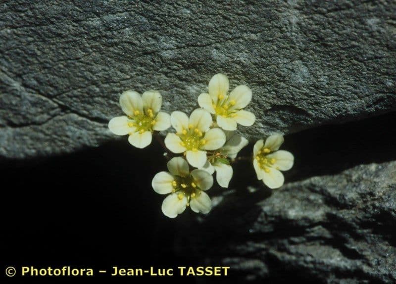 Felsenmutterkraut valdensis 4