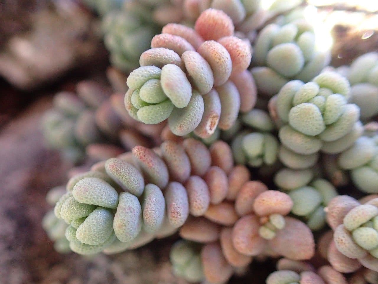 Borracina cinerea 5