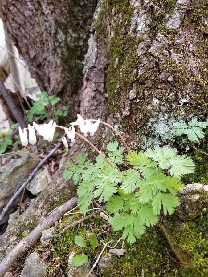 Dicentra de capucha 6