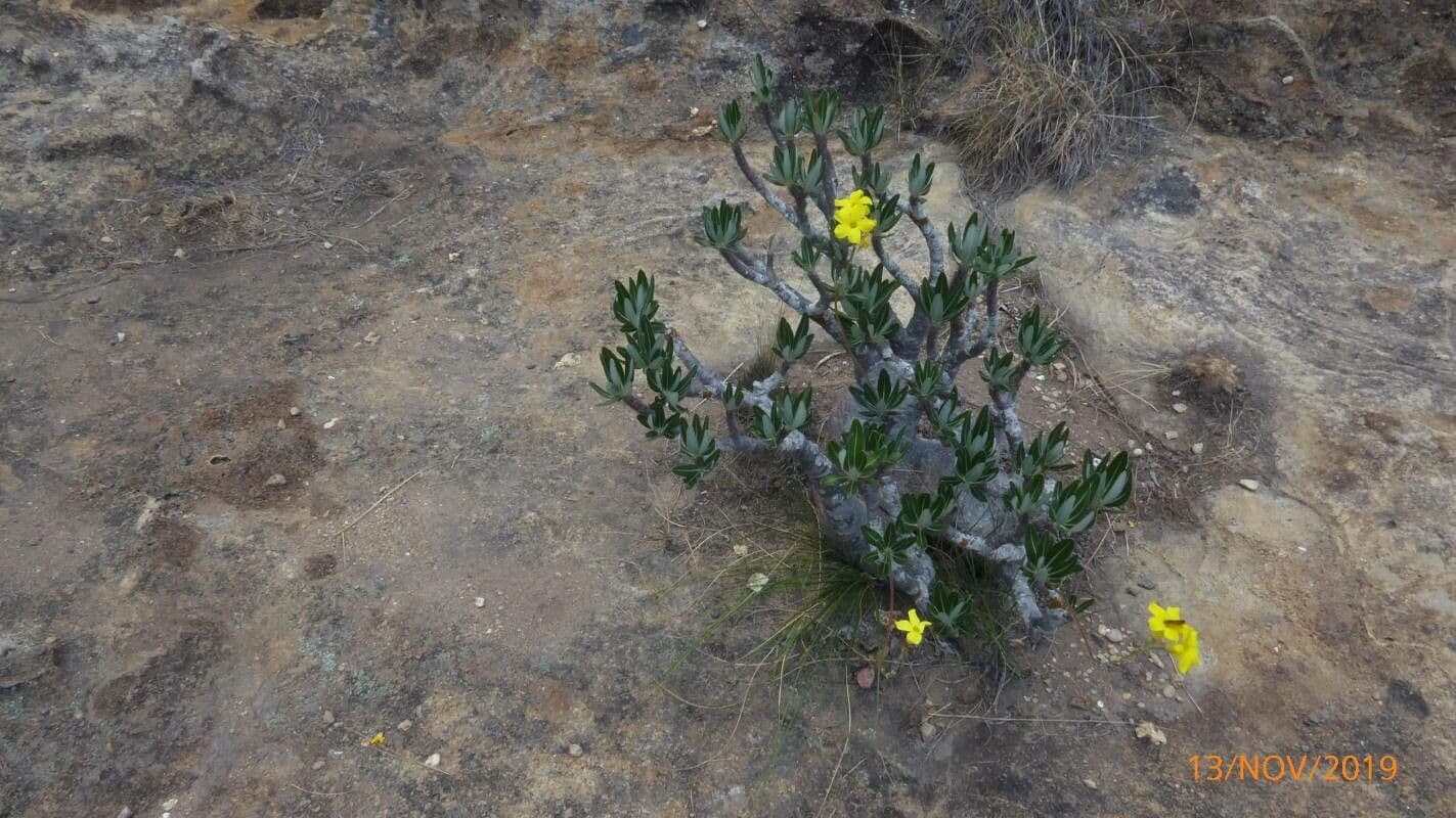 Pachypodium 11