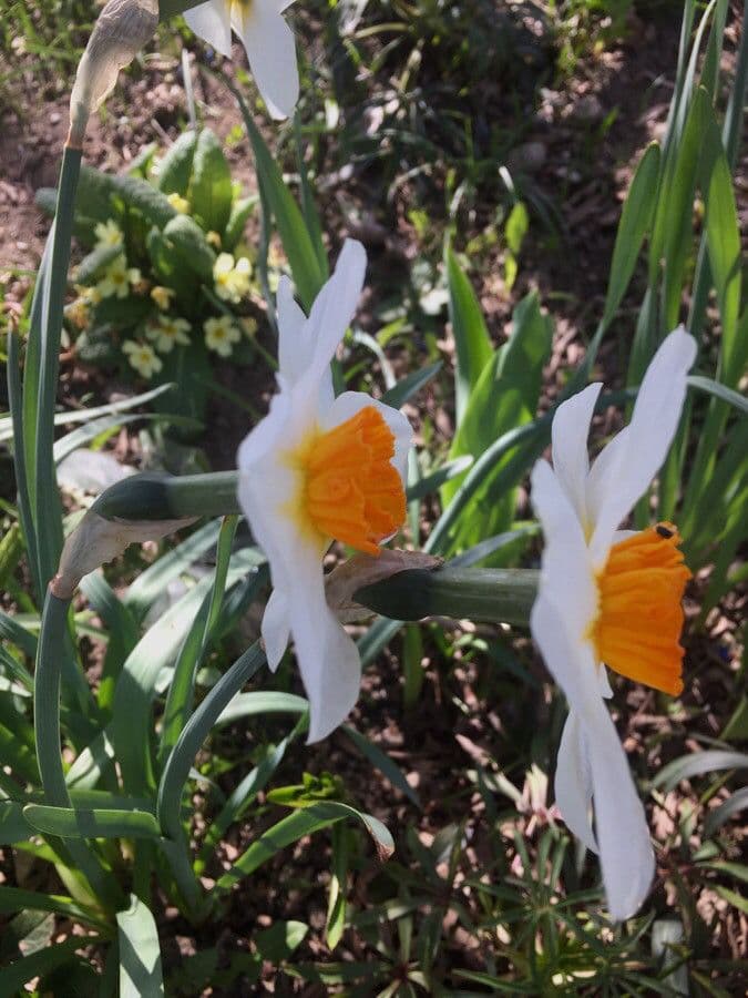 Narciso tazetta 28