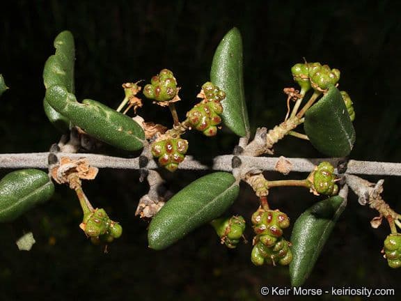 Ceanothus 12