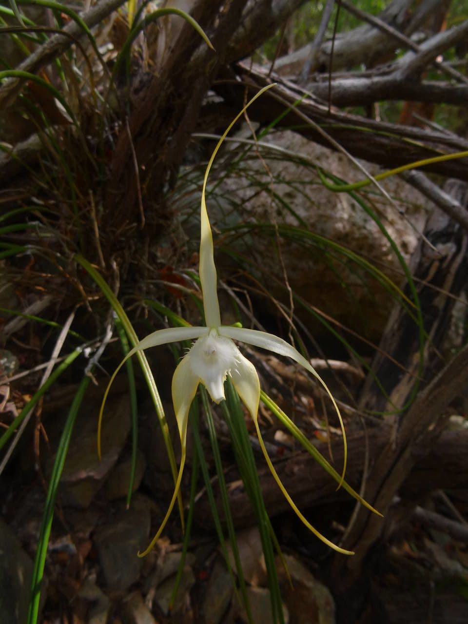 Brassavola 11