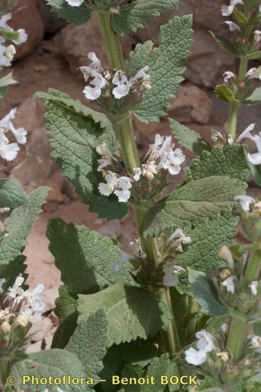 Menta gatuna 7