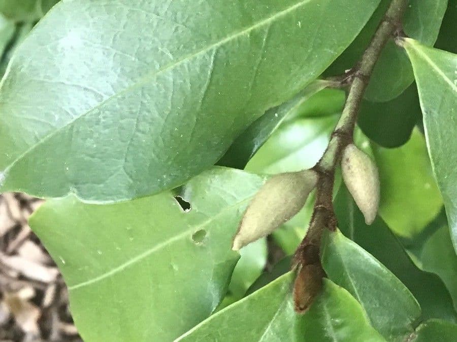Chenille copperleaf 17