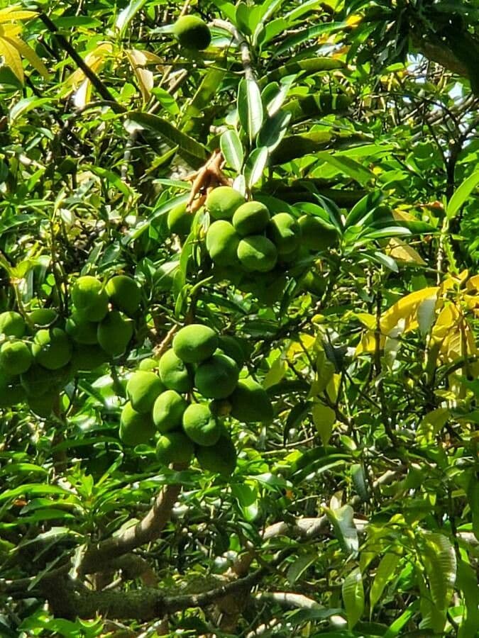 Garcinia cochinchinensis