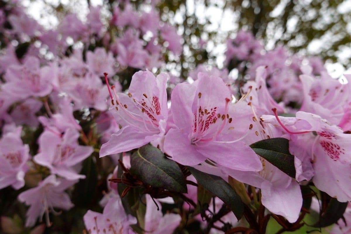 Rododendro