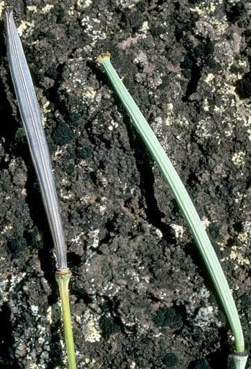 Rauchblattblättrige Hunnemannia 2
