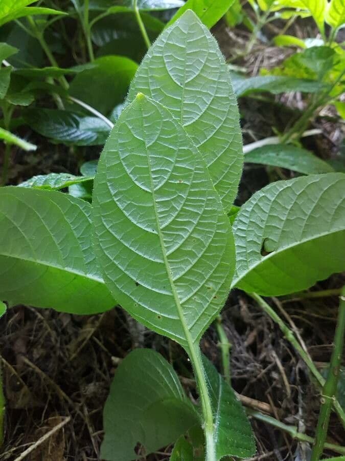 Ruellia elegante 9