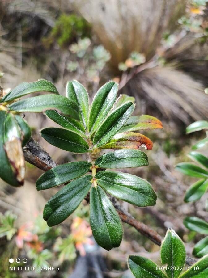 Polylepis sericea 4
