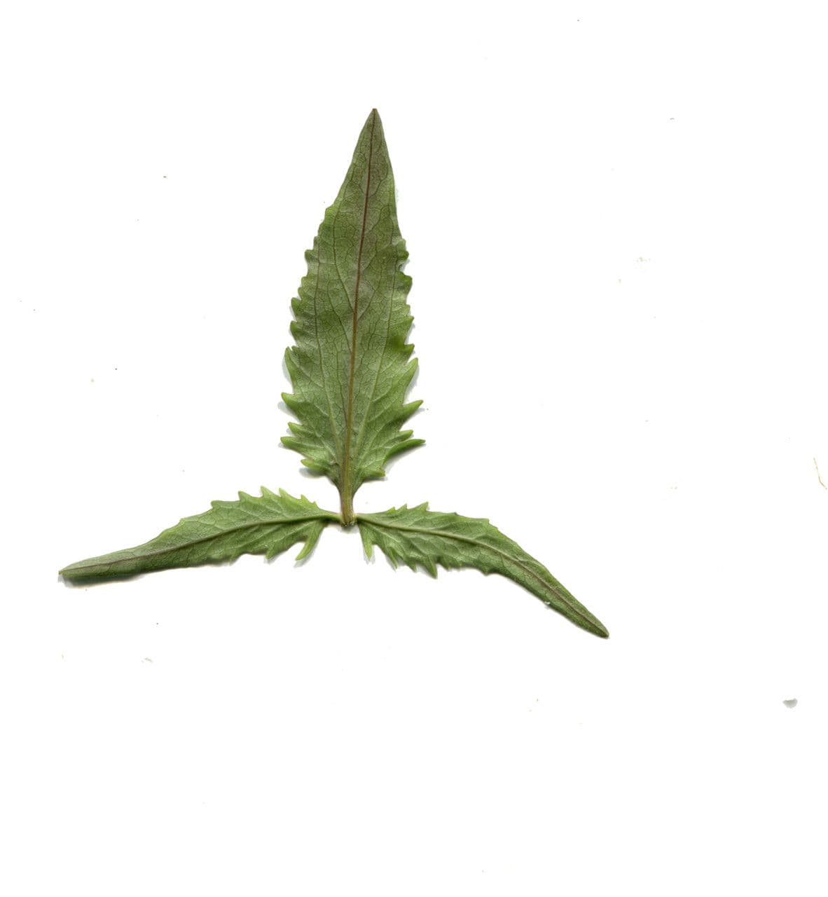 Valeriana trifogliata 27