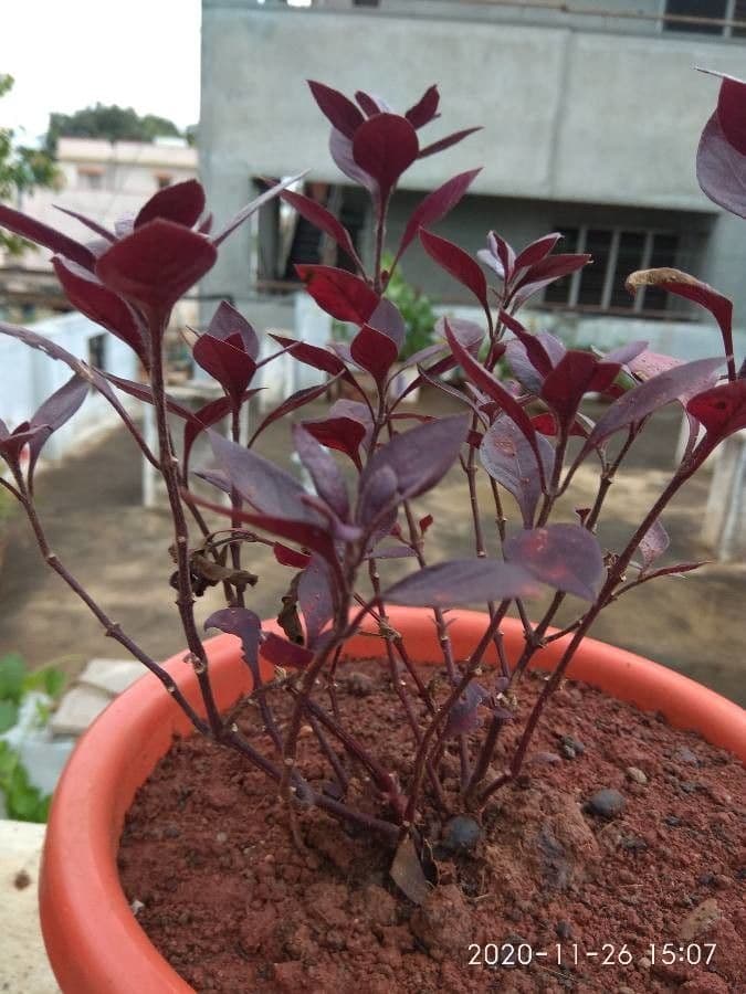 Alternanthera Brasiliana 25