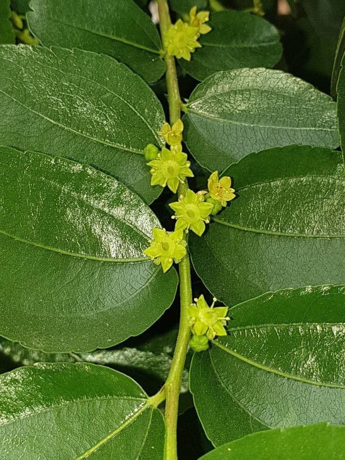 Jujubier 8