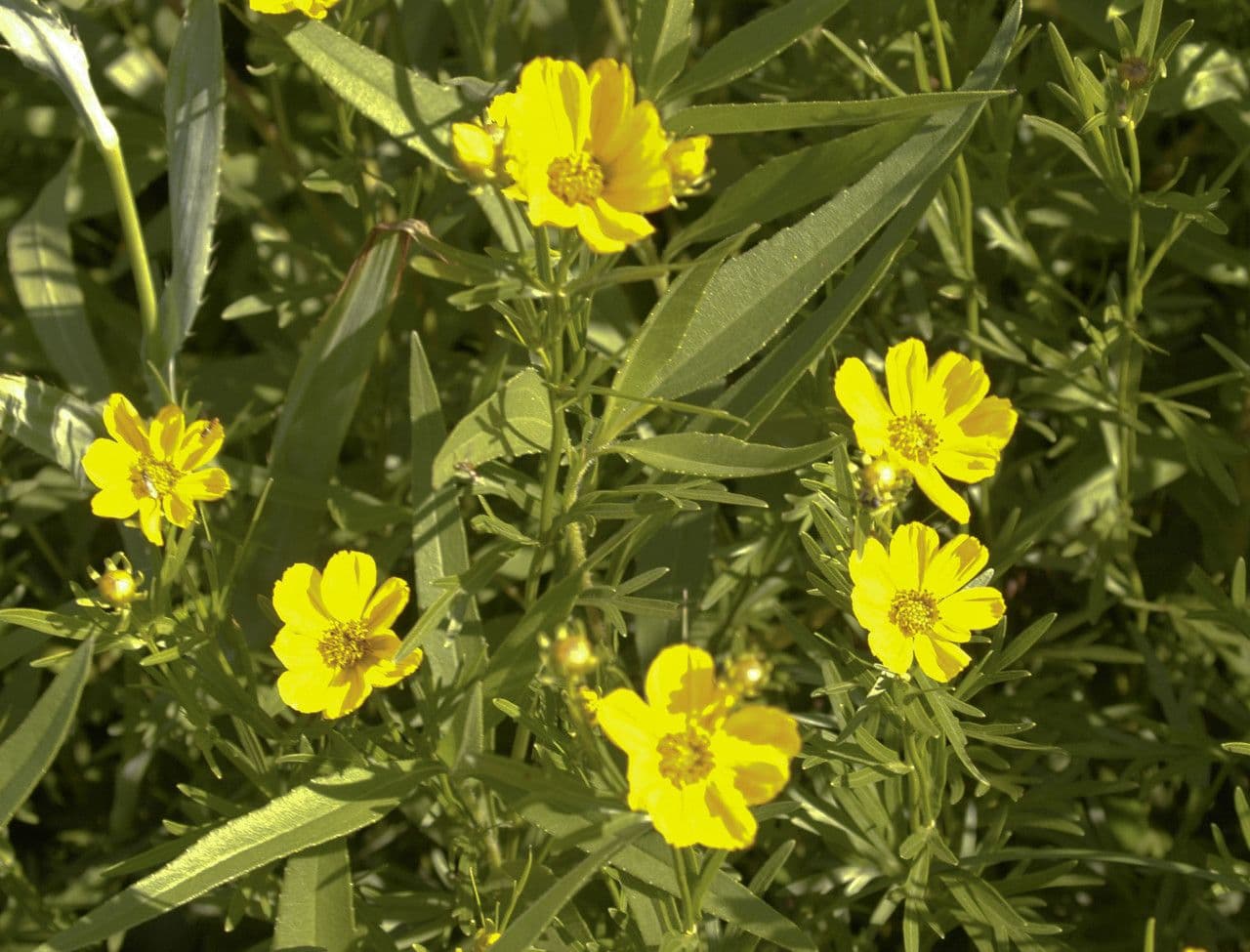 Coreopsis palmata 7