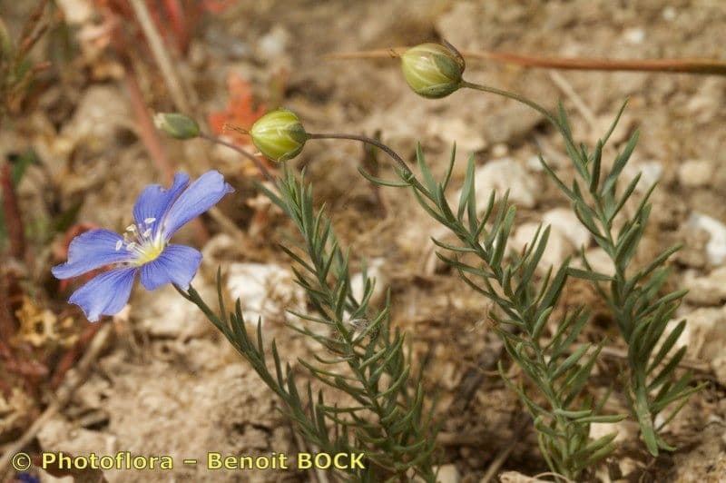 Linum leonii 11