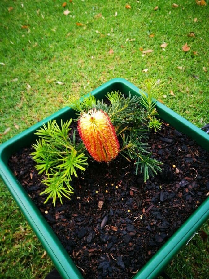 Banksia 9