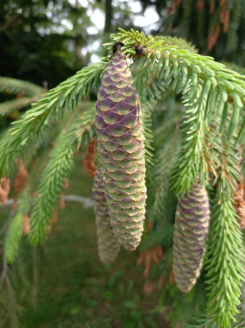Abete brachytyla