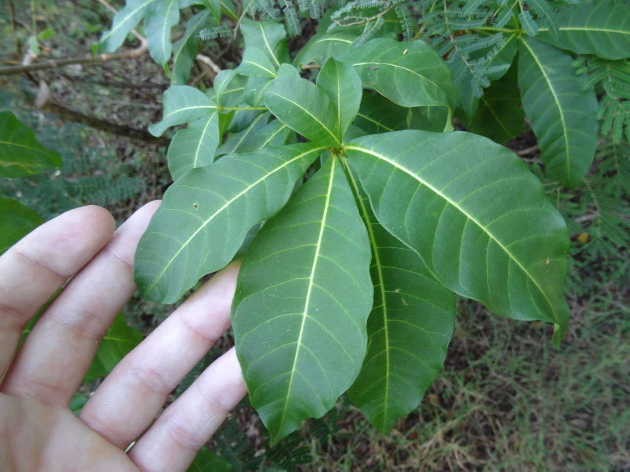 Rauvolfia viridis 13