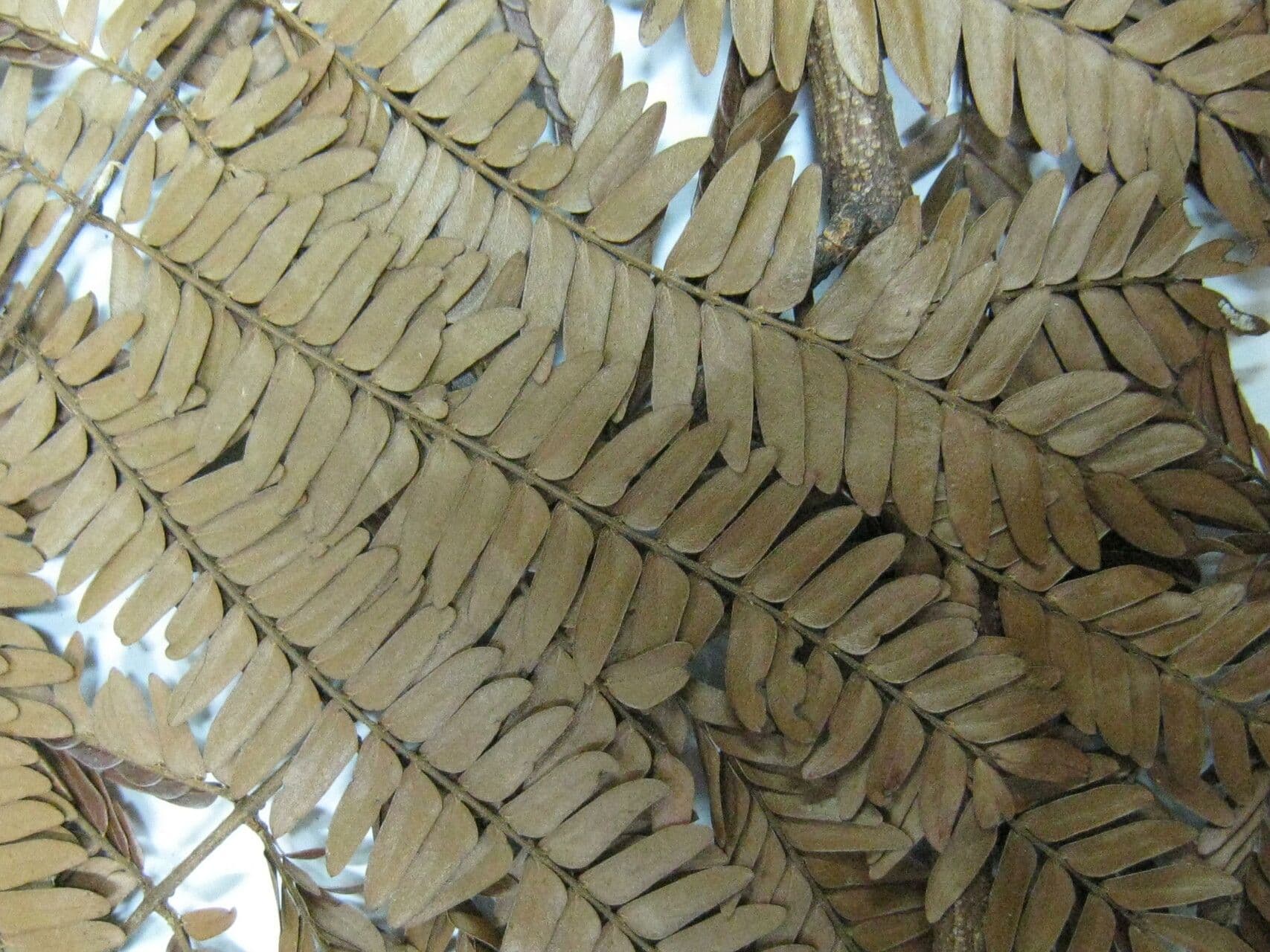 Macrosamanea puberulenta 5