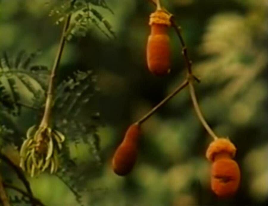 Parkia biglobosa 6
