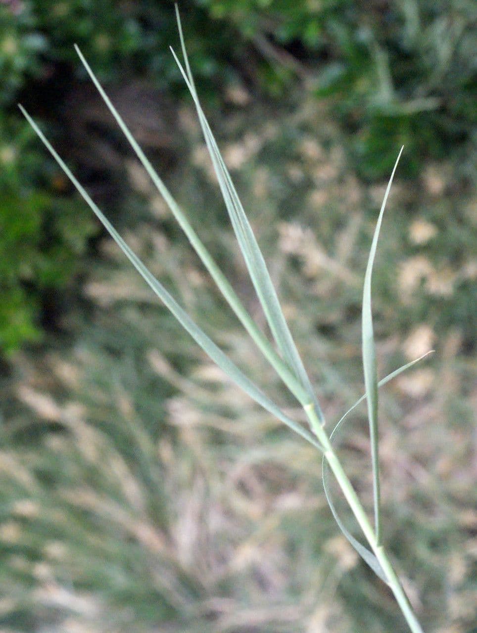 Sporobolus 20
