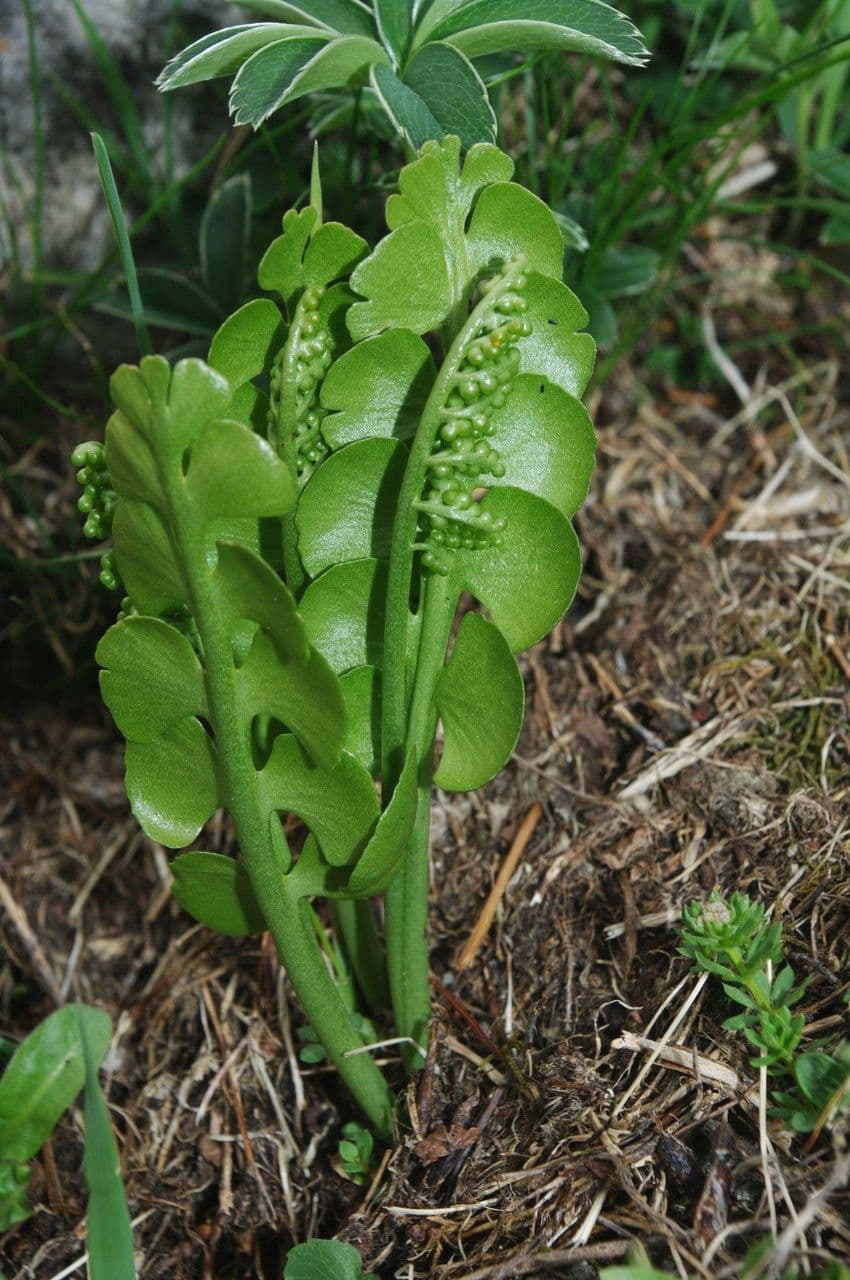 Echte Mondraute 15
