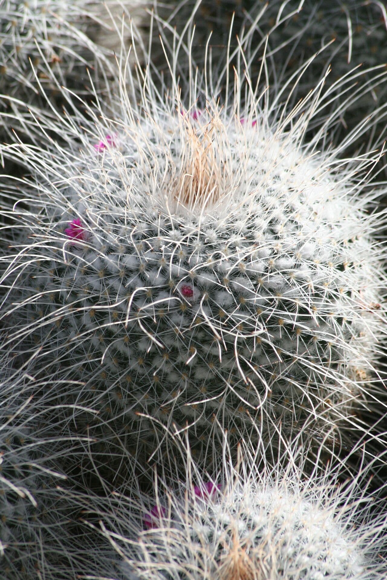 Cactus 5