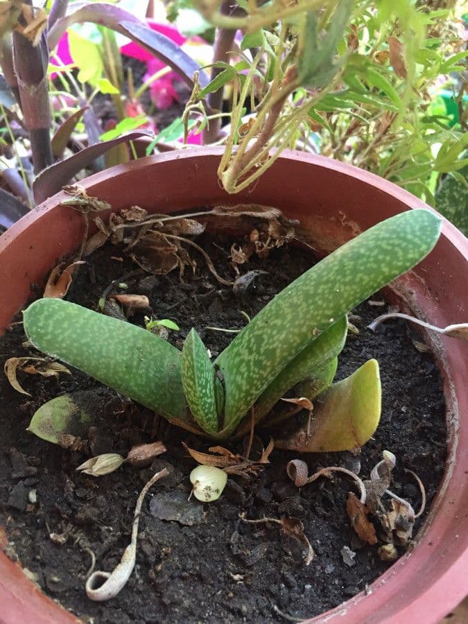 Gasteria 13