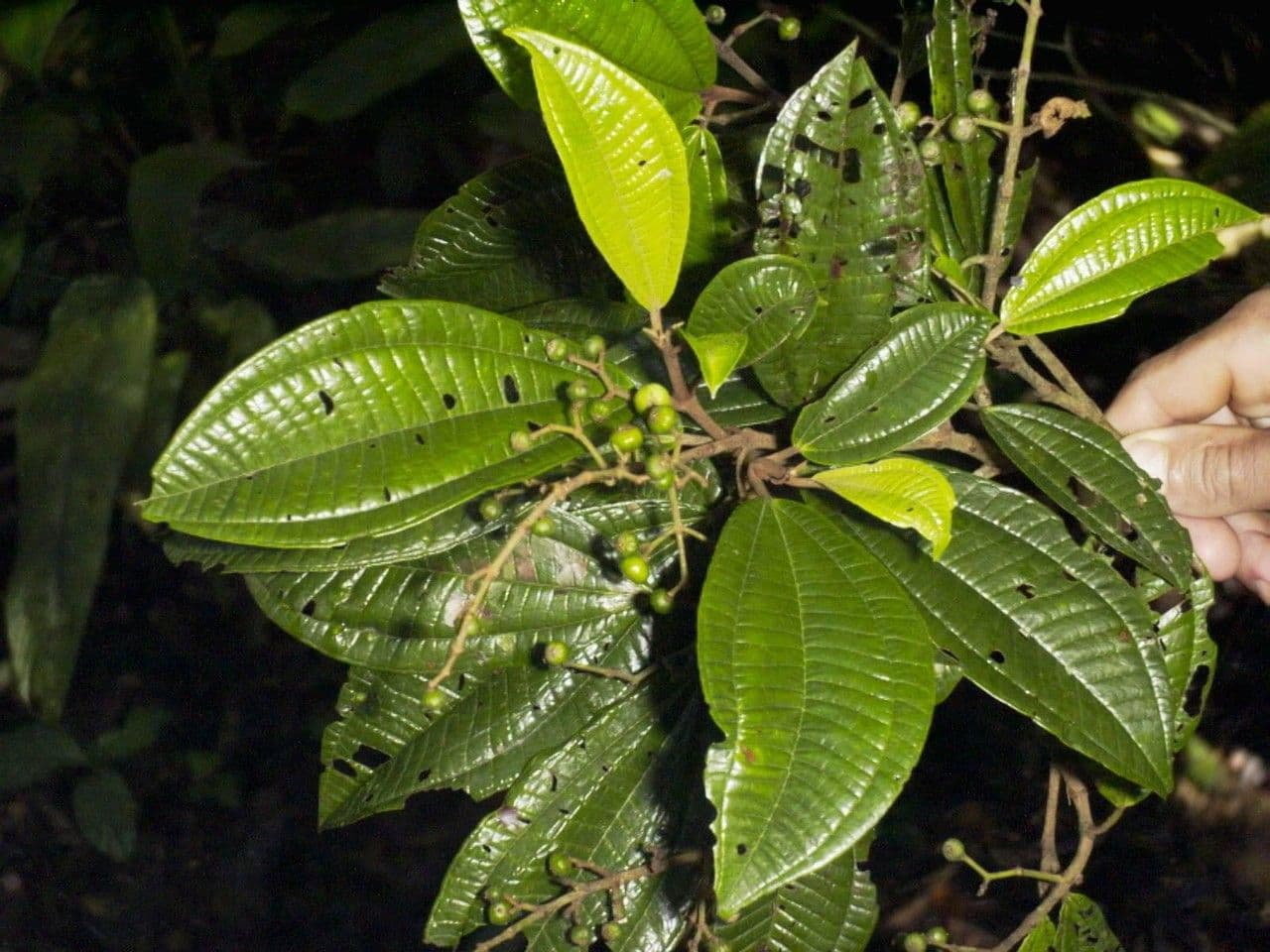 Miconia a spighe multiple 19