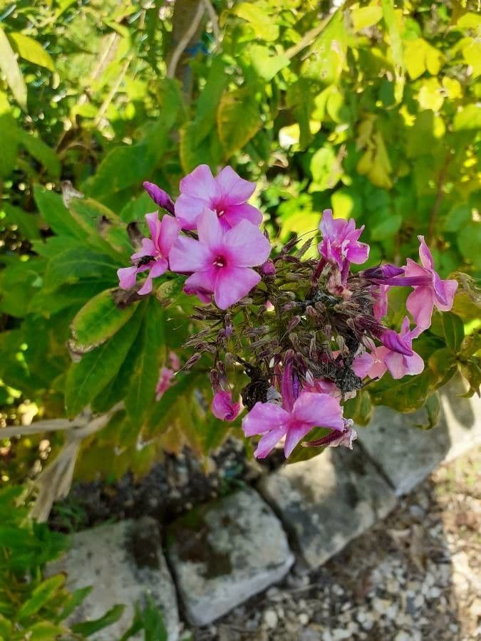 Gefleckte Phlox 13
