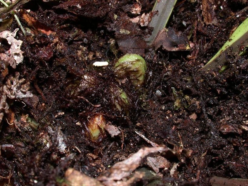 Asplenium serratum 4