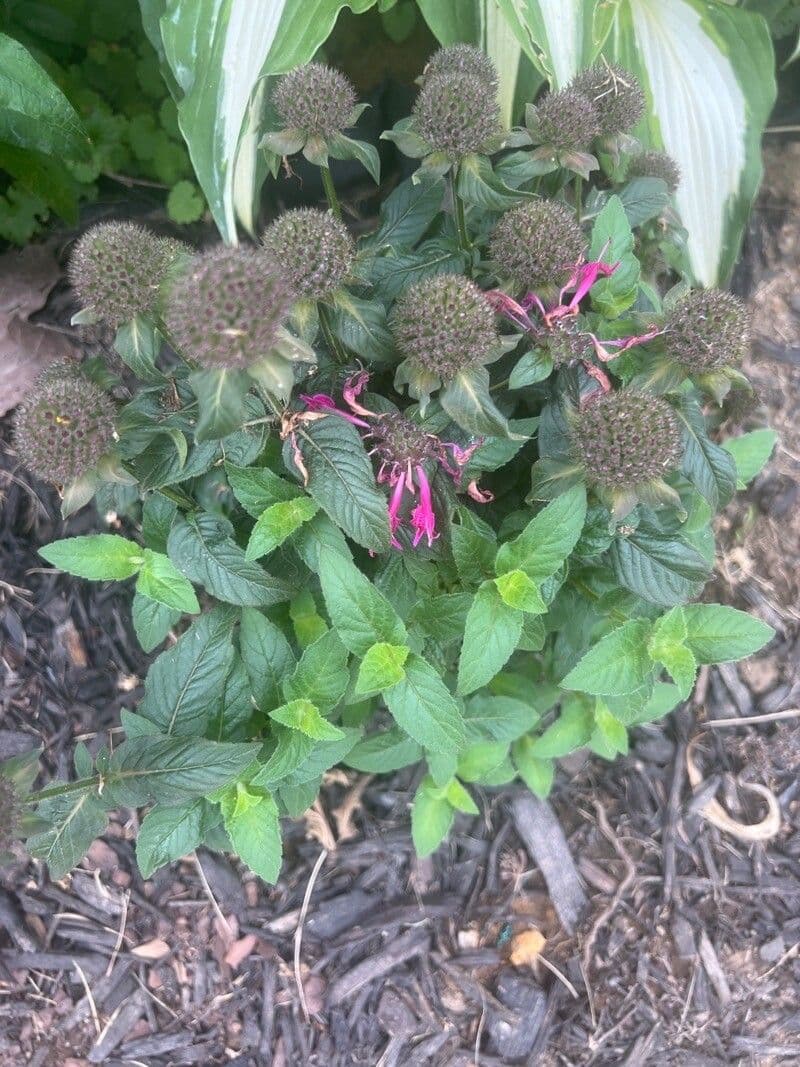 Monarda viola 5