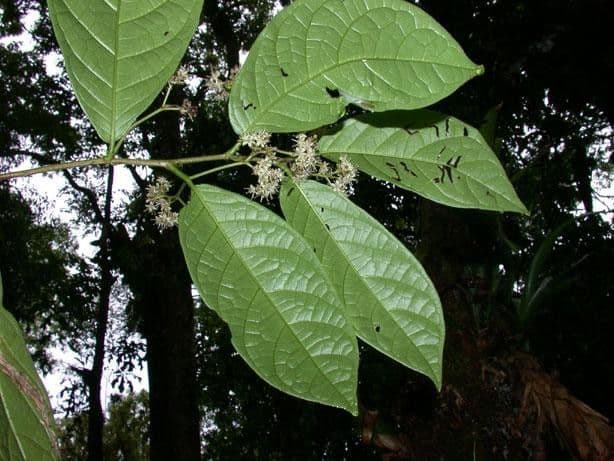 Dichapetalum 14