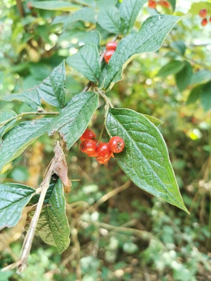 Cotonéaster 17