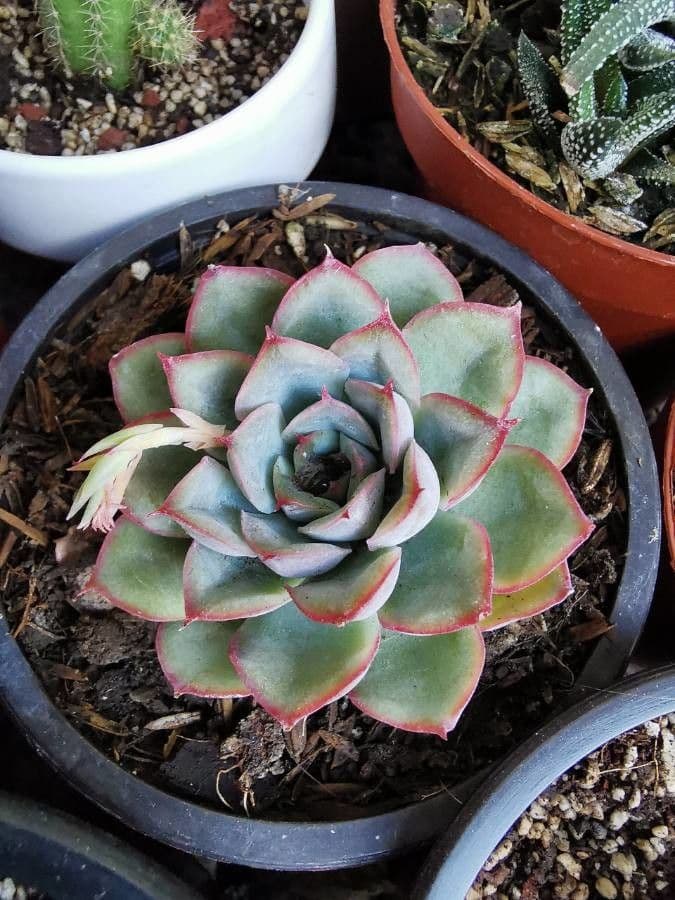 Echeveria 16