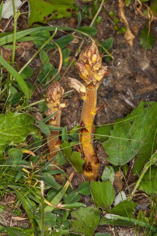Orobanche alba 18