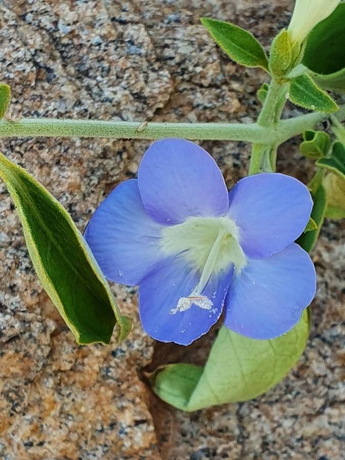 Barleria