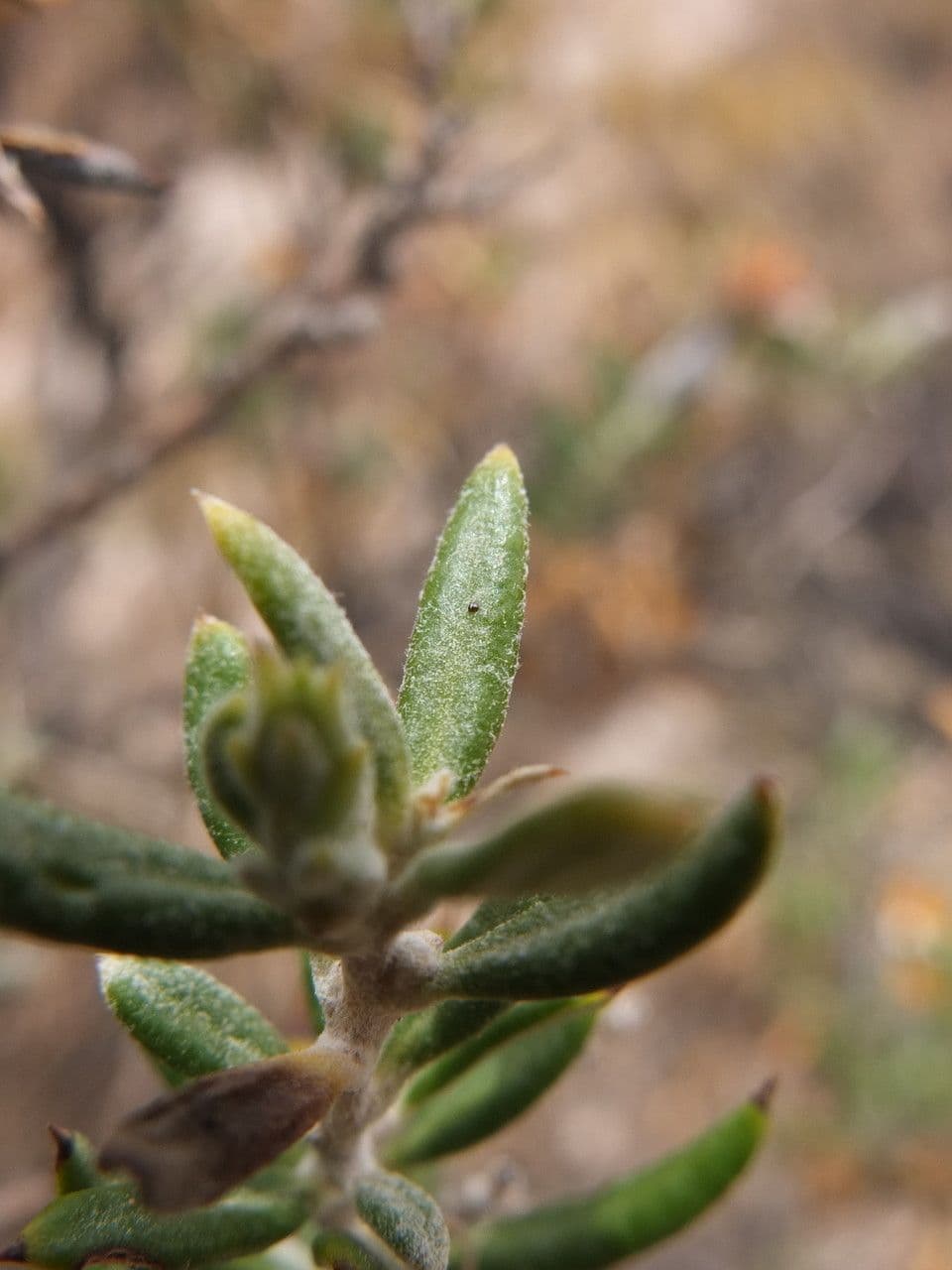 Mutisia 9