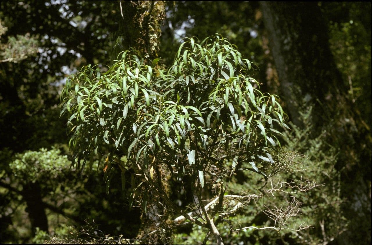 Bois de lance 6
