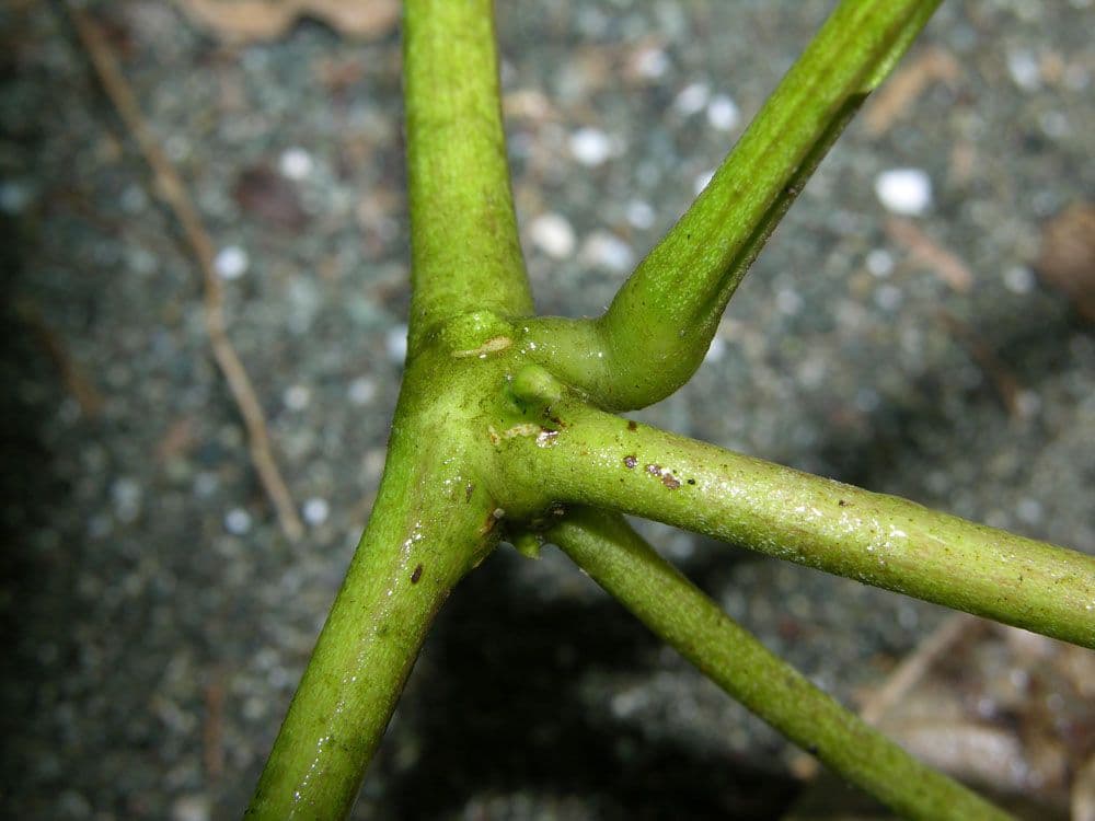 Fagiolo di mare 23