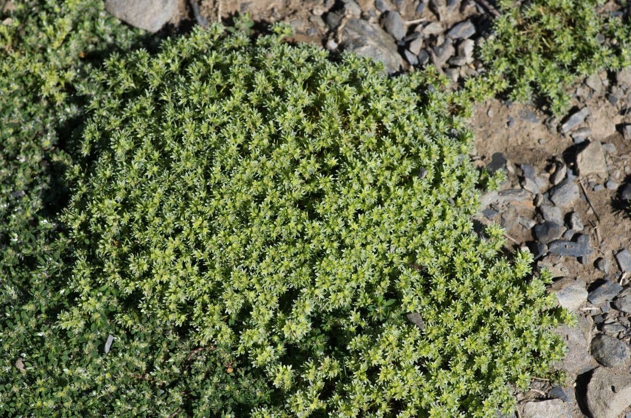 Scleranthus 9