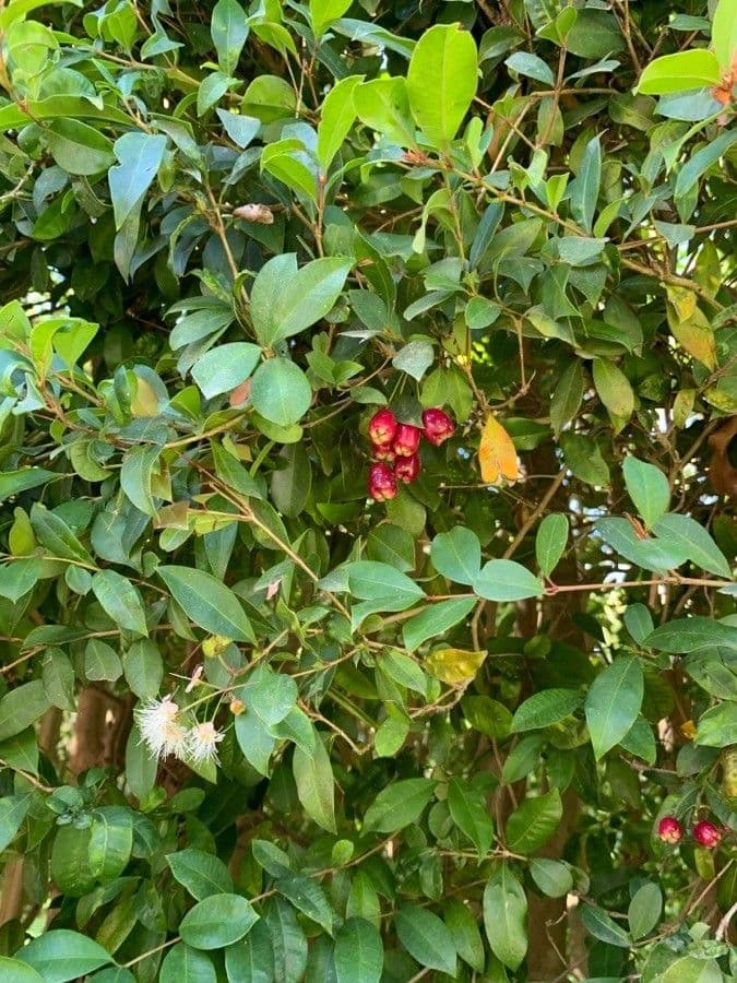 Syzygium 3