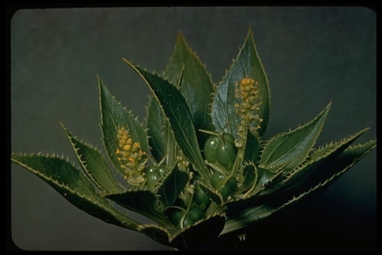Stillingia spinulosa 2